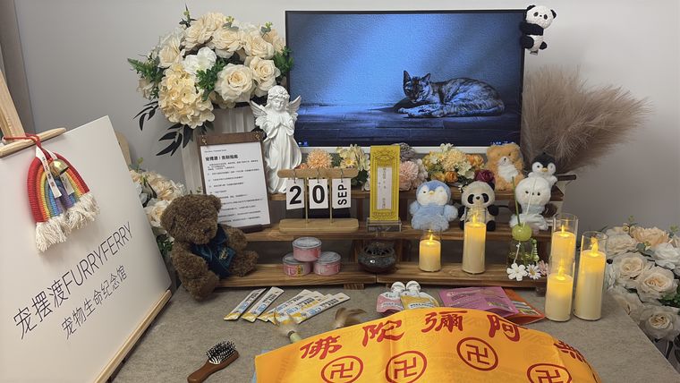 莆田老年宠物临终前，主人最该做的五个准备